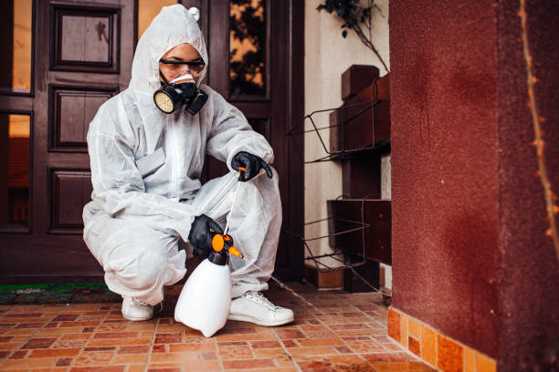Attic and Crawl Space Rodent Treatment in Garden City